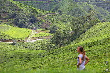 Campos de té de Malasia