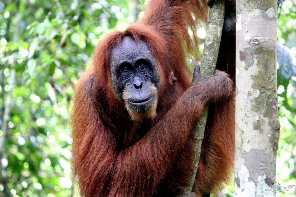 Orangután Sumatra