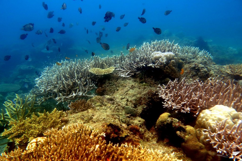 corales-buceo-filipinas