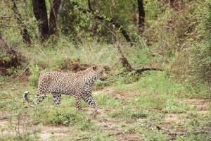 leopardo en el Kruger