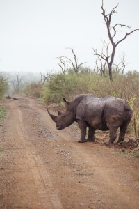 moverte en coche por Sudáfrica