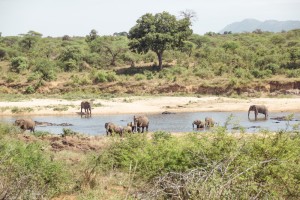 elefantes en el Kruger