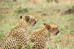 cheetahs en el Kruger
