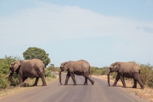elefantes por las carreteras del Kruger