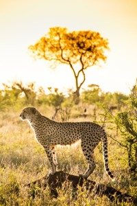 guepardo posando en el Kruger