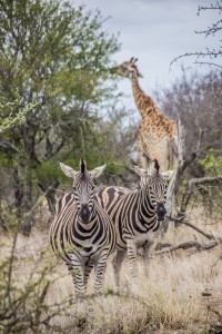 vida en el Kruger
