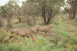 Guepardos en el Kruger, Sudáfrica