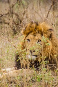 Itinerario viaje Sudáfrica Kruge