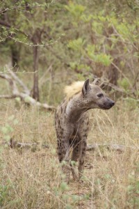 Hienas en el Kruger