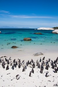 Playa de Boulders en Sudáfrica