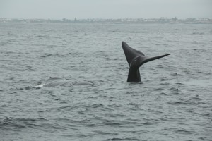 tour de ballenas en Hermanus