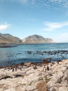 Pingüinos de Stony Point