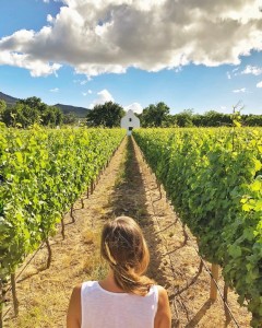 Bodegas en Stellenbosch Sudáfrica